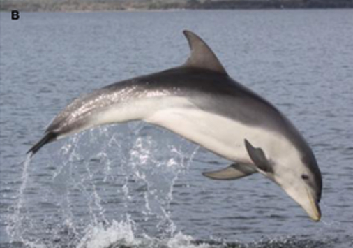 Burrunan Dolphin
jumping