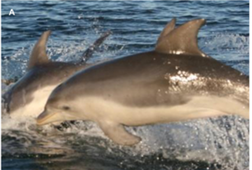 Newly Discovered
Burrunan Dolphins